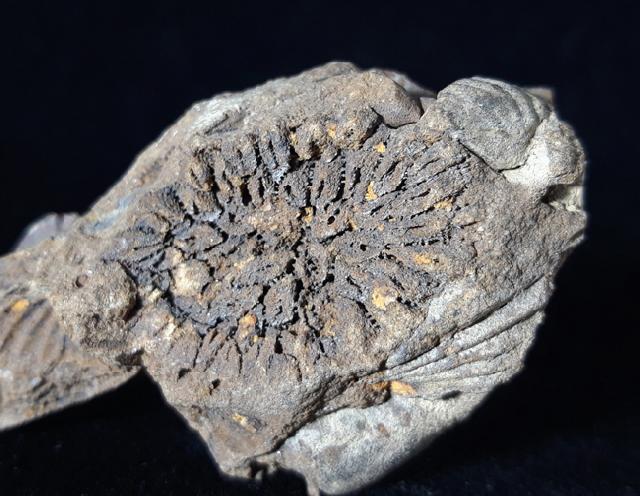 Pleurodictyum problematicum GOLDFUSS 1829 - Bild © FossNet FossilienStore
